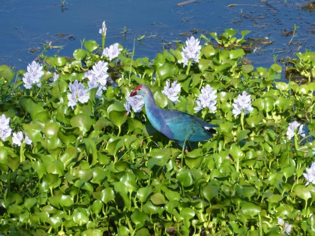 Lake Face Cabana Tissamaharama Ngoại thất bức ảnh