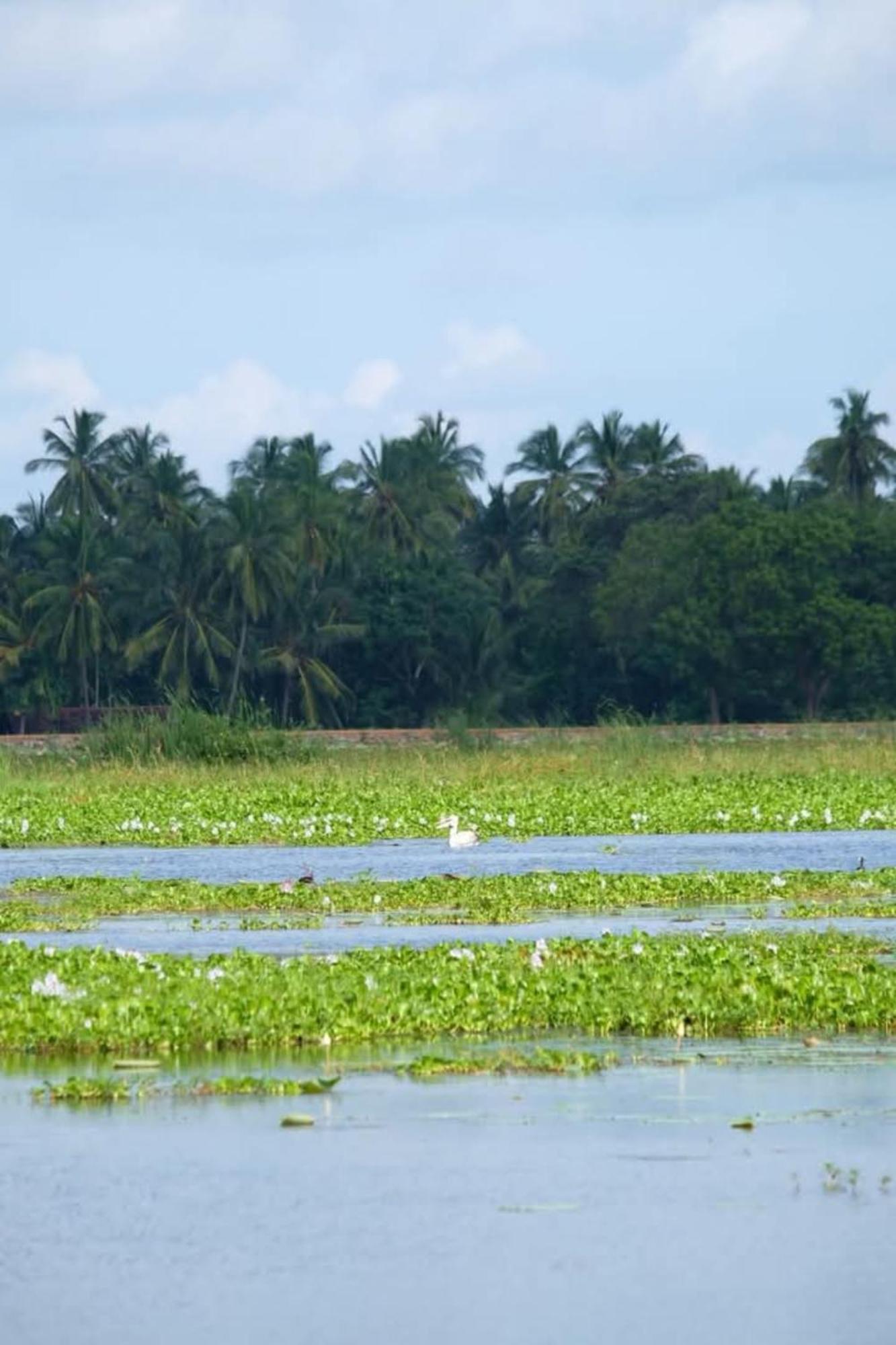 Lake Face Cabana Tissamaharama Ngoại thất bức ảnh